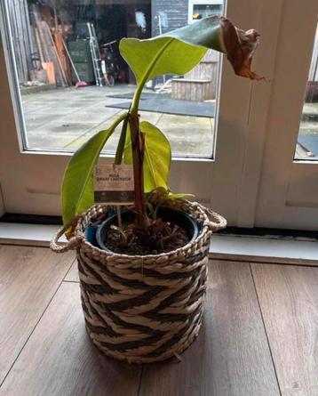 Musa Dwarf Cavendish Bananenplant (zonder rietenmand)