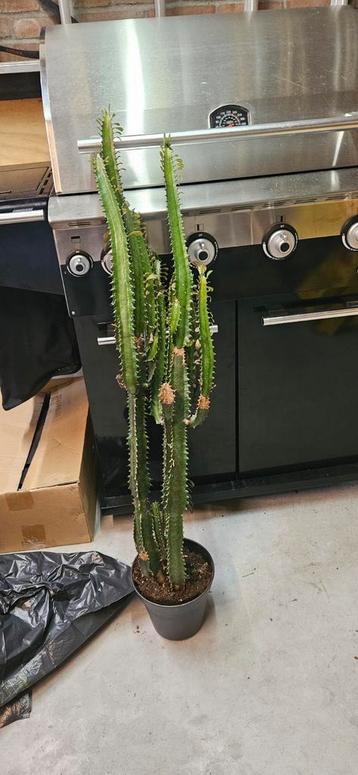 Hoge vetplant (Afrikaanse melkboom)