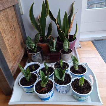 Sanseveria stekjes gratis of ruilen tegen stekjes van jou.