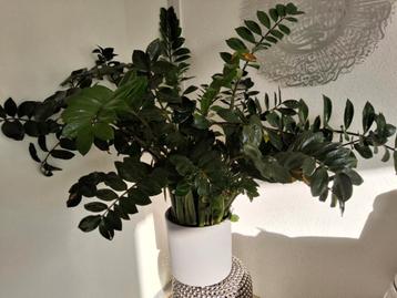 Grote plant gratis