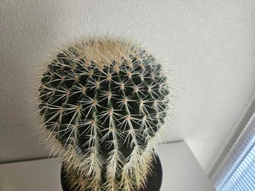 Gratis af te halen : Echino cactus