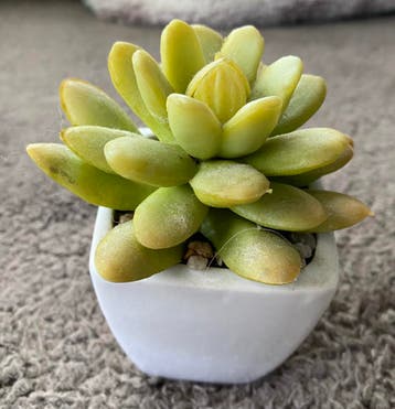 GRATIS Kunst Vetplant Met Pot