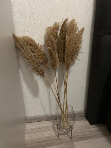 Pampas pluimen in glazen vaas