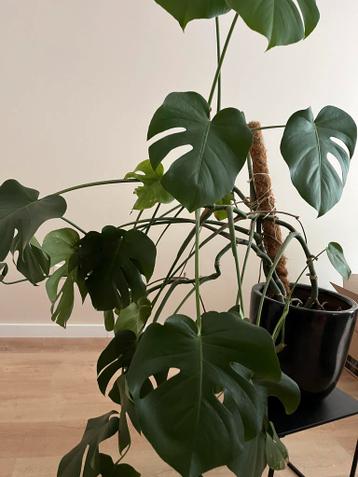 GRATIS / FREE Monstera Deliciosa
