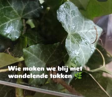 Gratis af te halen wandelde takken