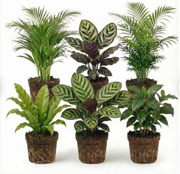 Gezocht gratis kamerplanten voor in de klas