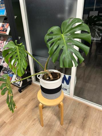 Monstera plant - wie maken we blij?