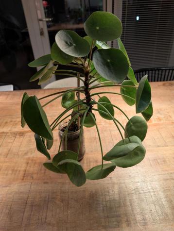 2x pannenkoekenplant stekjes