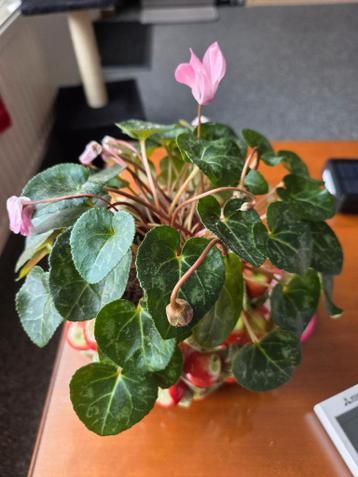 Gratis Cyclamen (zonder pot)