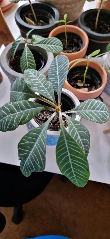 Madagascar Jewel stekje