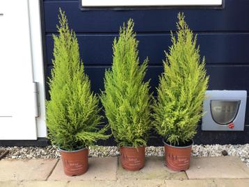 3 kamerplanten, kamerconiferen, met citroengeur, ruilen