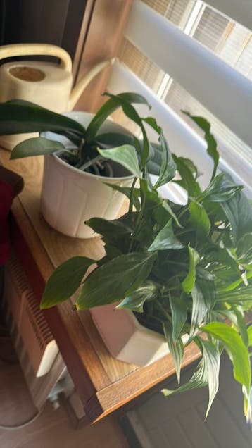 9 orchideeën en 1 lepelplant