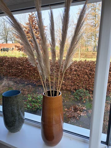 Pampasgras gratis ophalen