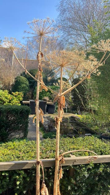 Gedroogde plantenstengels