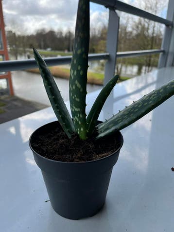 Aloe Vera planten