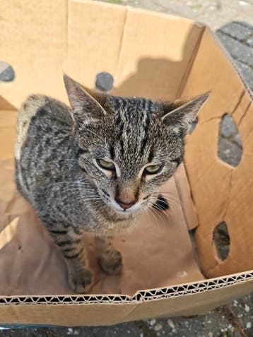 Gratis lieve kittens