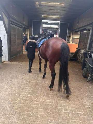 GEZOCHT: een verzorgpony voor beginners.