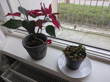 Gratis plantjes planten