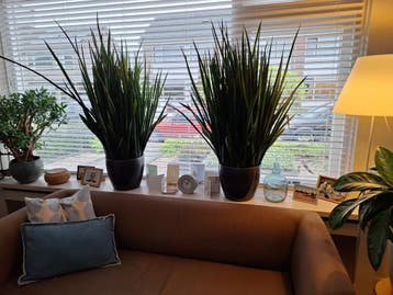 2 grote kamerplanten