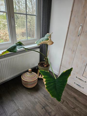 Alocacia Zebrina + Pannekoeken plant