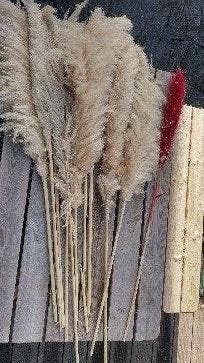 Pampas pluimen 10x naturel + 1x rood bruiloft gratis