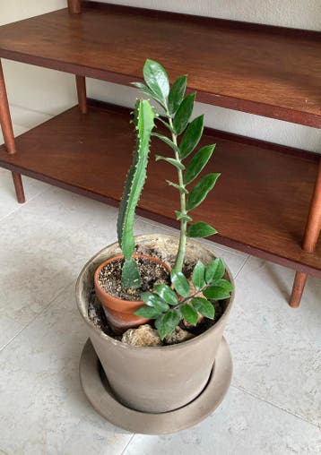 Plant en cactus, gratis ophalen (zonder pot)