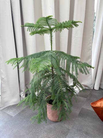 Gratis af te halen: kamerden van 1 meter hoog in roze pot