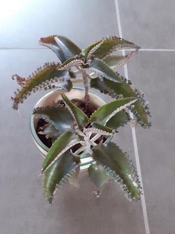 GRATIS Stekjes Mother of thousands