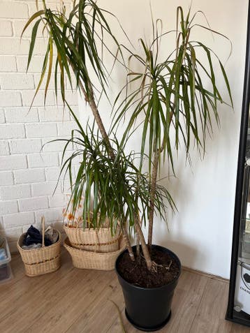 Grote Dracaena kamerplant in pot