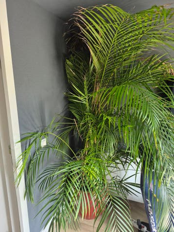 Grote palmplant in pot - Gratis af te halen