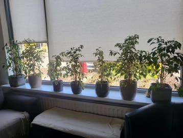 Planten ficus benjamina's gratis af te halen.