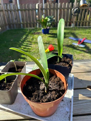 Stekjes clivia GRATIS!