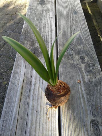 Amaryllis bol, witte bloem rode rand.
