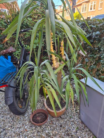 Gratis grote en kleine kamerplanten