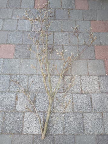 Magnolia gedroogd, gratis