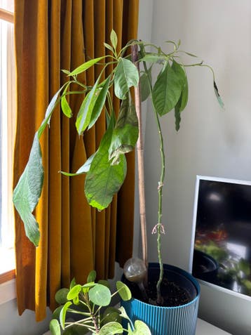 Avocadoplant zoekt nieuw thuis