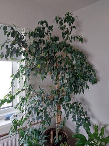 Grote Ficus Benjamina zoekt liefdevolle nieuwe plek