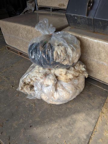 Schapenwol van 6 schapen - Gratis