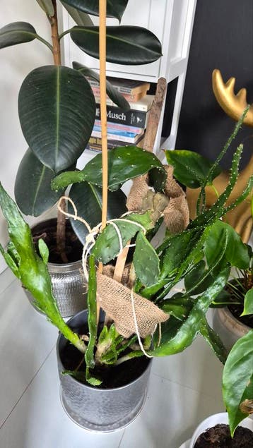 Blije Cactus gratis af te halen!