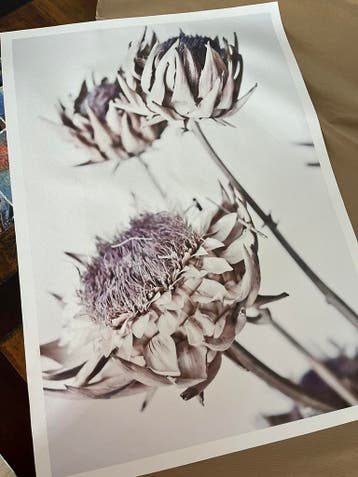 Gratis poster bloemen (zonder lijst)