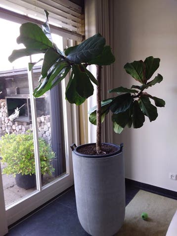 Ficus Lyratra ook wel vioolplant Gratis
