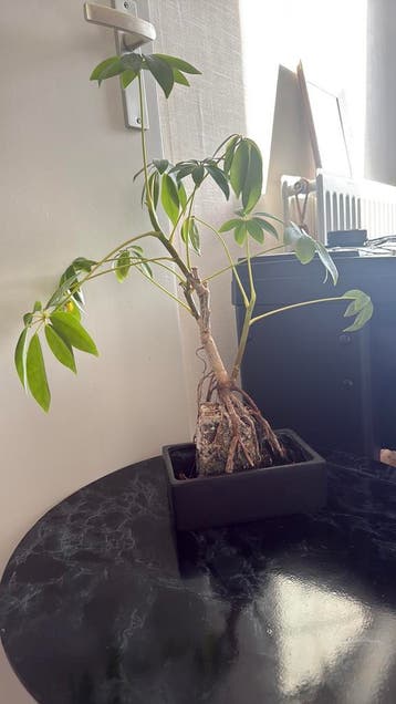 Lavaplant (groeit op lavasteen)