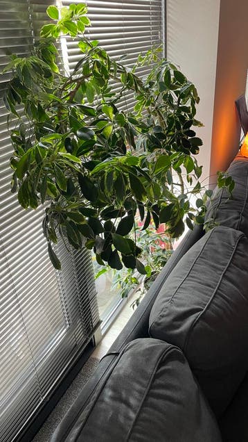 Gratis Kamerplant. Vingerboom? Of Parapluplant?