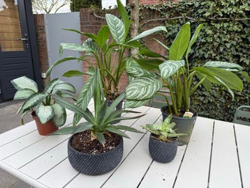 Kamerplanten Aglaonema stripes en andere planten