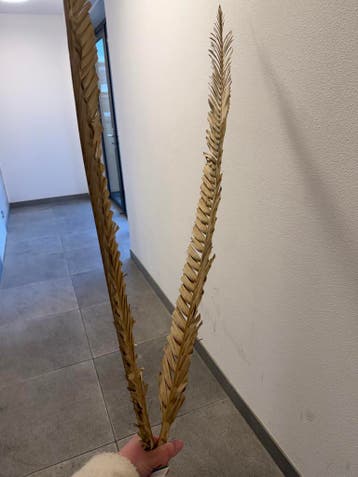 Gedroogde palmbladeren