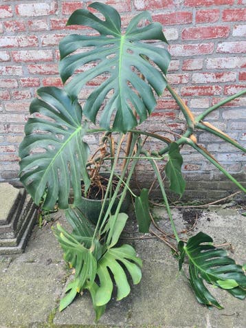 Monstera plant gratis afhalen