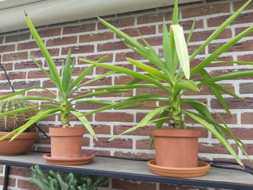 Gratis afhalen 2x Kamerplant