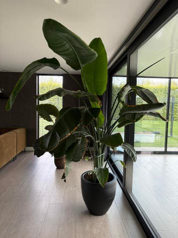 Gratie Grote strelizia nicolai 2 meter hoog zonder pot