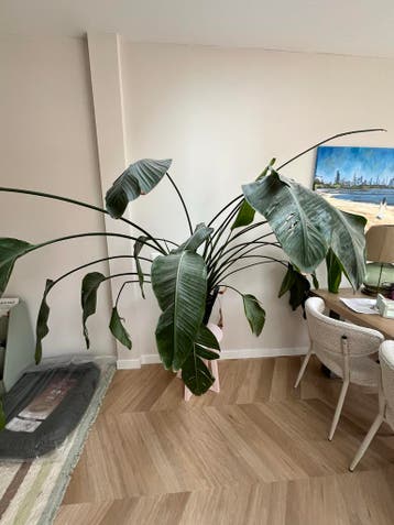 Grote Strelitzia Nicolai (Paradijsvogelplant)