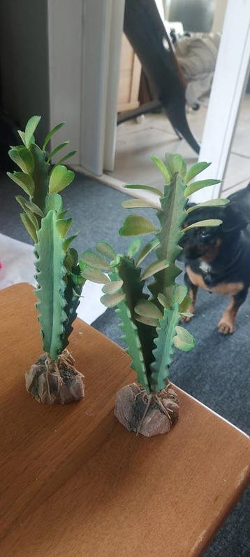 2 x nepplantje voor terrarium. Hoogte ongeveer 30 cm.